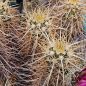 Preview: Echinocereus relictus / albispinus